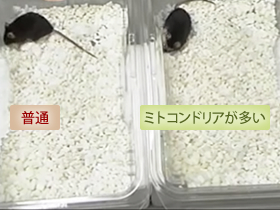 同じ量のエサを与えたネズミ!