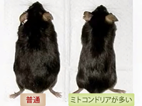 ミトコンドリアが多いとこんなに差が!