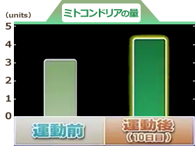 運動すると、ミトコンドリアの量が増加！