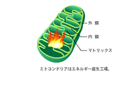 ミトコンドリアはエネルギー産生工場