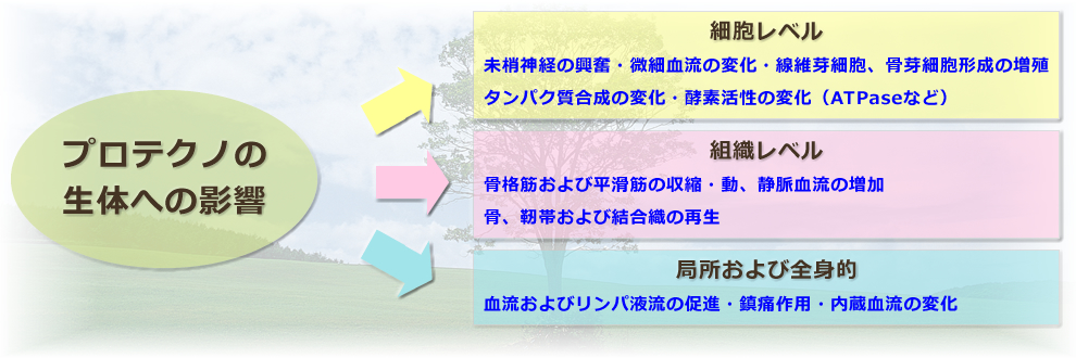 【プロテクノの生体への影響】～【細胞レベル】未梢神経の興奮・微細血流の変化・線維芽細胞、骨芽細胞形成の増殖やタンパク質合成の変化・酵素活性の変化（ATPaseなど）～【組織レベル】骨格筋および平滑筋の収縮・動、静脈血流の増加や骨、靭帯および結合織の再生～【局所および全身的】血流およびリンパ液流の促進・鎮痛作用・内蔵血流の変化